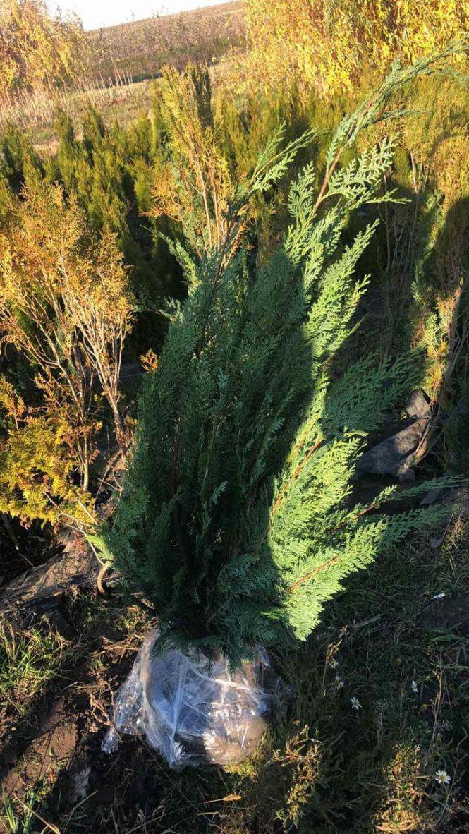 Новини Тернополя - фото з Тернополяни розповіли, скільки коштує виростити ялинку вдома. А де її можна легально придбати до свят? Тернополяни розповіли, скільки коштує виростити ялинку вдома. А де її можна легально придбати до свят?, фото №1 на сайті 20minut.ua