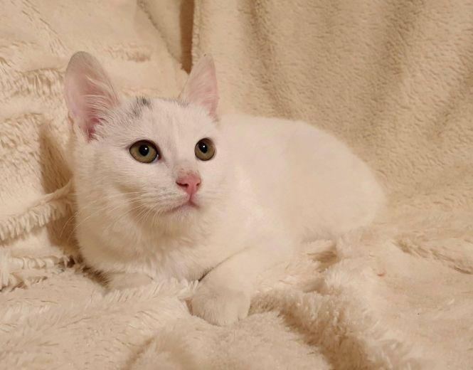 Новини Житомира - фото з Візьміть в добрі руки пухнастого друга: оголошення в Житомирі станом на 1 грудня Візьміть в добрі руки пухнастого друга: оголошення в Житомирі станом на 1 грудня, фото №2 на сайті 20minut.ua