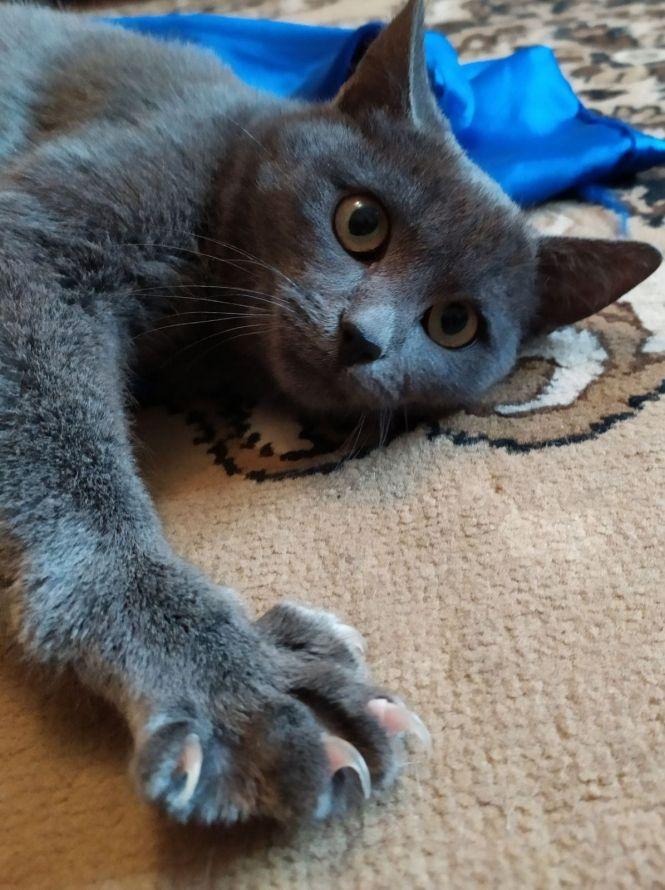 Новини Житомира - фото з Візьміть в добрі руки пухнастого друга: оголошення в Житомирі станом на 1 грудня Візьміть в добрі руки пухнастого друга: оголошення в Житомирі станом на 1 грудня, фото №1 на сайті 20minut.ua