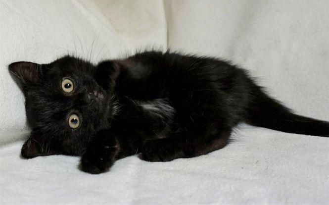 Новини Житомира - фото з Візьміть в добрі руки пухнастого друга: оголошення в Житомирі станом на 1 грудня Візьміть в добрі руки пухнастого друга: оголошення в Житомирі станом на 1 грудня, фото №3 на сайті 20minut.ua