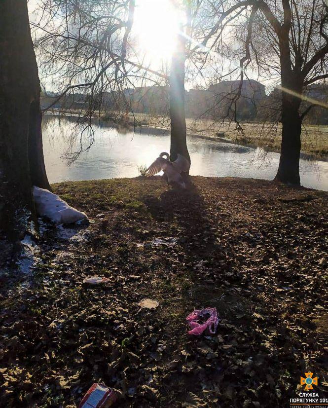 Новини Тернополя - фото з Фото дня: на Тернопільщині врятували лебедя Фото дня: на Тернопільщині врятували лебедя, фото №2 на сайті 20minut.ua