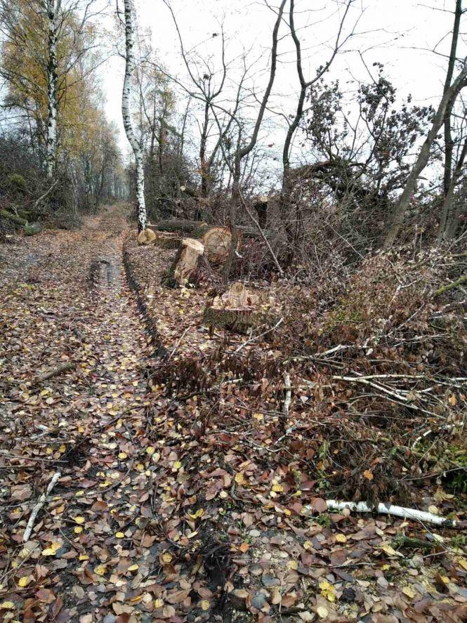 Новини Вінниці - фото з Вздовж доріг області невідомі вирізали дерев на майже 12 мільйонів гривень Вздовж доріг області невідомі вирізали дерев на майже 12 мільйонів гривень, фото №2 на сайті 20minut.ua