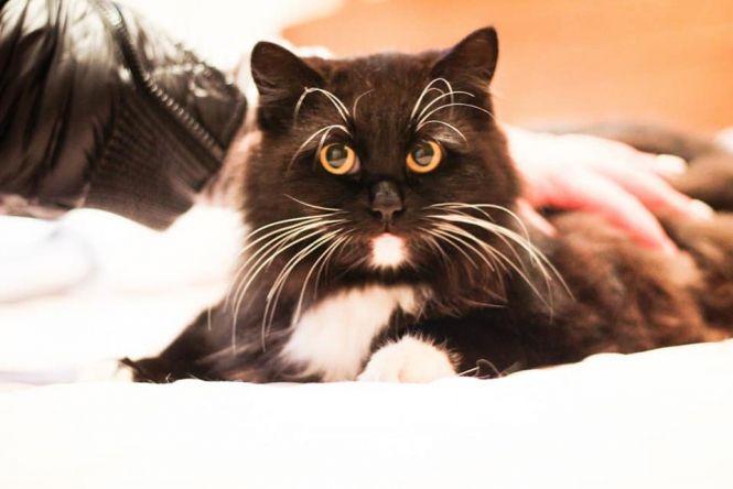 Новини Житомира - фото з Візьміть в добрі руки пухнастого друга: оголошення в Житомирі станом на 1 грудня Візьміть в добрі руки пухнастого друга: оголошення в Житомирі станом на 1 грудня, фото №5 на сайті 20minut.ua