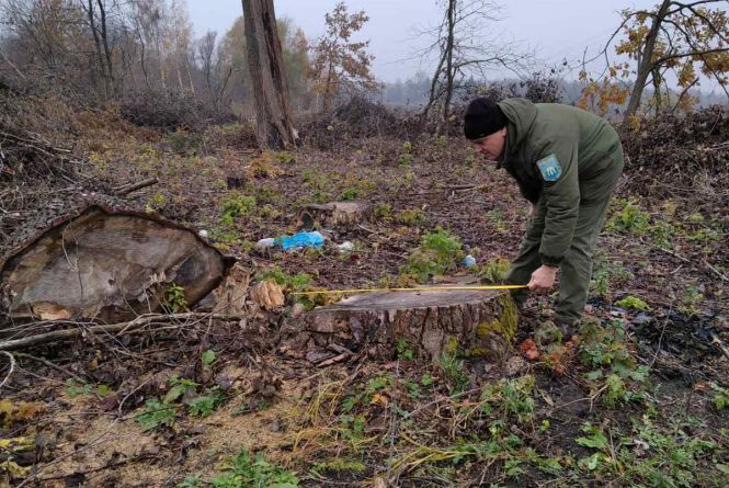 Новини Вінниці - фото з Важливе за вчора. Найцікавіші новини 1 грудня, які ви могли пропустити Вздовж доріг області невідомі вирізали дерев на майже 12 мільйонів гривень