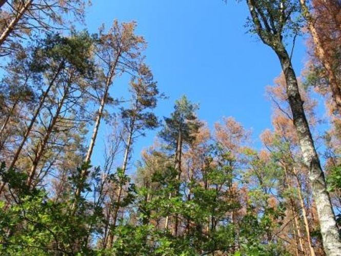 Рятувати ліси не дозволяють активісти або Навіщо спеціалісти зрізають живі дерева, фото №2 на сайті 20minut.ua