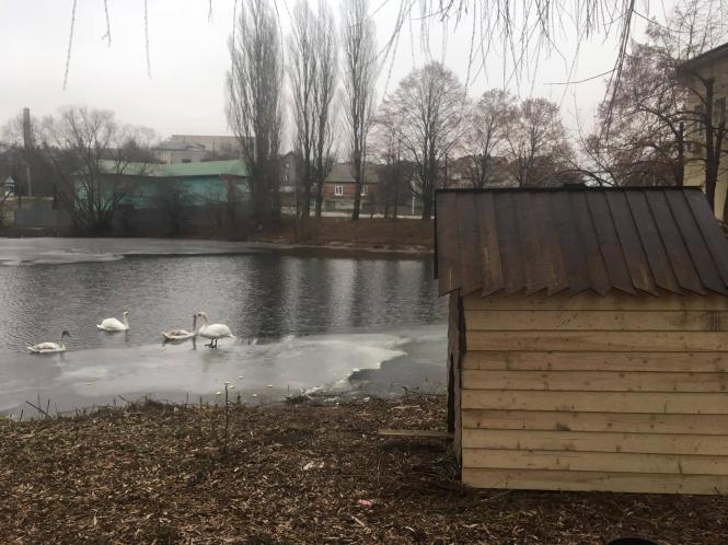 Новини Тернополя - фото з "Хочу, щоб про мене почула донька": киянин будує парк у Козові, щоб привернути увагу дитини Зображення може містити: птах, дерево, небо, міст, надворі, вода та природа