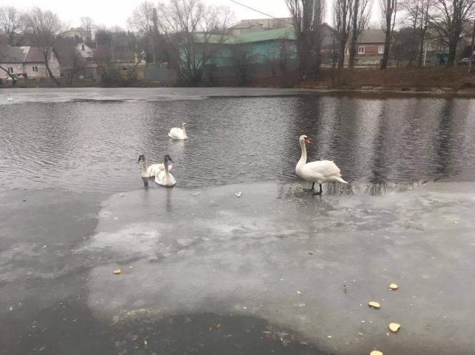 Новини Тернополя - фото з "Хочу, щоб про мене почула донька": киянин будує парк у Козові, щоб привернути увагу дитини Зображення може містити: птах, дерево, надворі, вода та природа