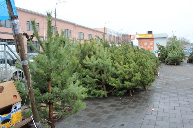Новини Вінниці - фото з Свято наближається: де і за скільки можна купити живу ялинку або сосну у Вінниці Свято наближається: де і за скільки можна купити живу ялинку або сосну у Вінниці, фото №5 на сайті 20minut.ua