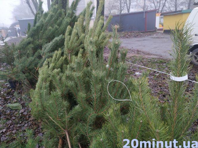 Скільки коштує «жива» ялинка в Тернополі та як вибрати легальну, фото №1 на сайті 20minut.ua