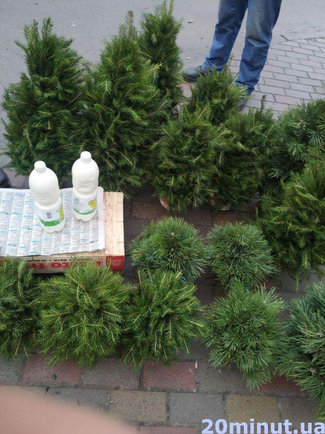 Скільки коштує «жива» ялинка в Тернополі та як вибрати легальну, фото №4 на сайті 20minut.ua