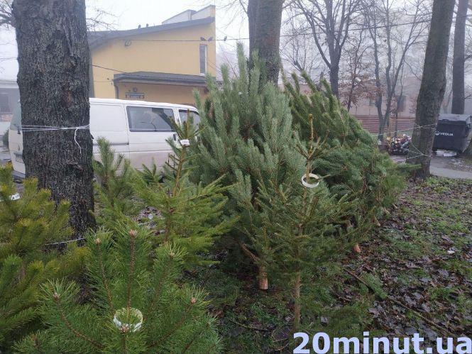 Скільки коштує «жива» ялинка в Тернополі та як вибрати легальну, фото №3 на сайті 20minut.ua