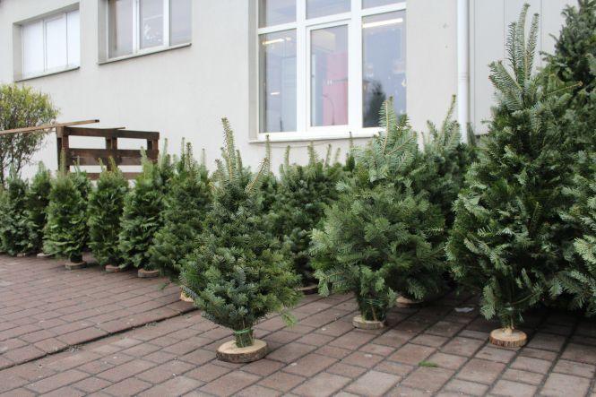 Новини Вінниці - фото з Свято наближається: де і за скільки можна купити живу ялинку або сосну у Вінниці Свято наближається: де і за скільки можна купити живу ялинку або сосну у Вінниці, фото №8 на сайті 20minut.ua