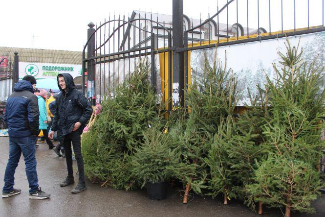 Новини Вінниці - фото з Свято наближається: де і за скільки можна купити живу ялинку або сосну у Вінниці Свято наближається: де і за скільки можна купити живу ялинку або сосну у Вінниці, фото №6 на сайті 20minut.ua
