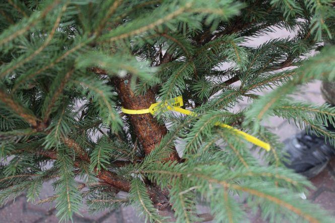 Новини Вінниці - фото з Свято наближається: де і за скільки можна купити живу ялинку або сосну у Вінниці Свято наближається: де і за скільки можна купити живу ялинку або сосну у Вінниці, фото №9 на сайті 20minut.ua