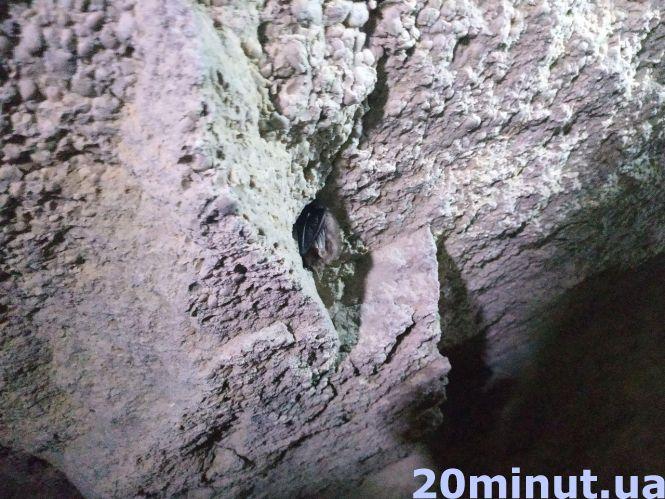 Парк "Кременецькі гори" та катакомби: що приховує знамените підземелля, якому понад 500 років?, фото №9 на сайті 20minut.ua