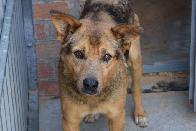 Ні дня без добра: що хорошого цьогоріч сталося у Вінницькому притулку для тварин, фото №1 на сайті 20minut.ua