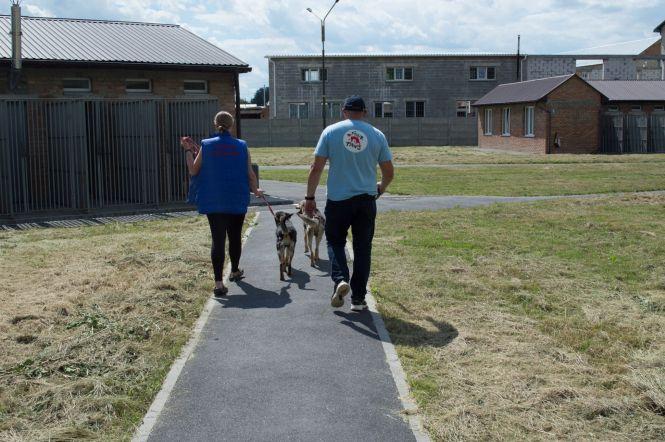 Ні дня без добра: що хорошого цьогоріч сталося у Вінницькому притулку для тварин, фото №7 на сайті 20minut.ua