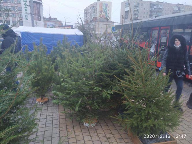 Новини Хмельницького - фото з Біля «Плази» і на проспекті Миру оштрафували сім продавців ялинок Біля «Плази» і на проспекті Миру оштрафували сім продавців ялинок, фото №3 на сайті vsim.ua