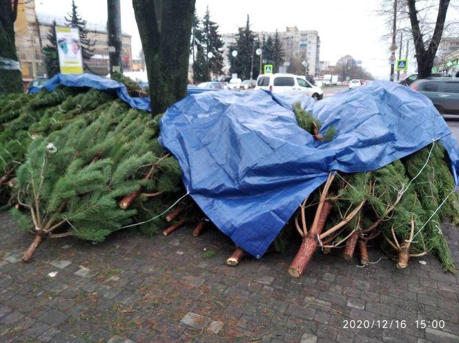 Новини Хмельницького - фото з Біля «Плази» і на проспекті Миру оштрафували сім продавців ялинок Біля «Плази» і на проспекті Миру оштрафували сім продавців ялинок, фото №1 на сайті vsim.ua