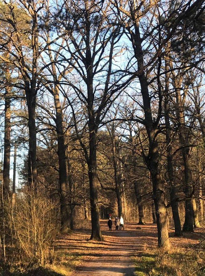 Дерибан продовжується: знову у Гідропарку ріжуться столітні дуби – Держгеокадастр видав документи на землю у природоохоронній зоні, фото №8 на сайті 20minut.ua