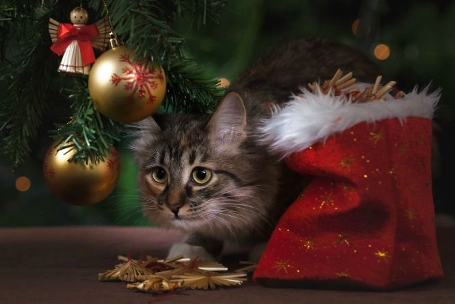 Новини Вінниці - фото з Важливе за вчора. Найцікавіші новини 27 грудня, які ви могли пропустити Яка ти новорічна іграшка? Тест від 20minut.ua