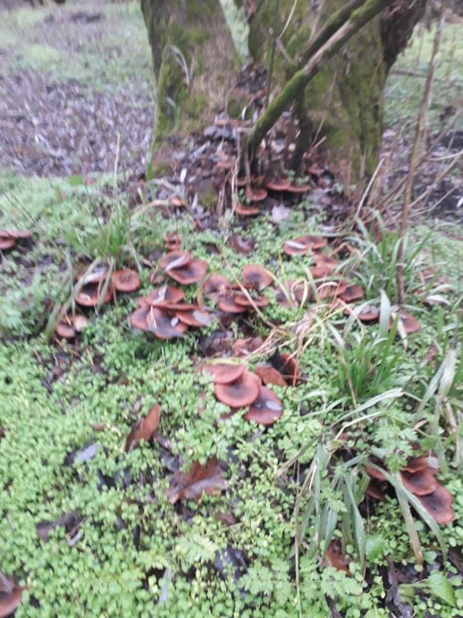 «Давно збираю зимою гриби, бувало, і на Новий рік». Нині сезон закінчився, фото №5 на сайті 20minut.ua