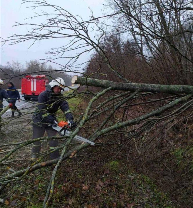 Наслідки вітряної негоди: біля Тучі на дорогу впало дерево, фото №1 на сайті 20minut.ua