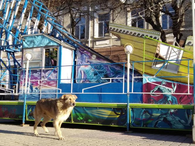 Новини Тернополя - фото з Господар Театрального майдану: історія вуличного пса Компота, якого полюбили тернополяни Немає опису.