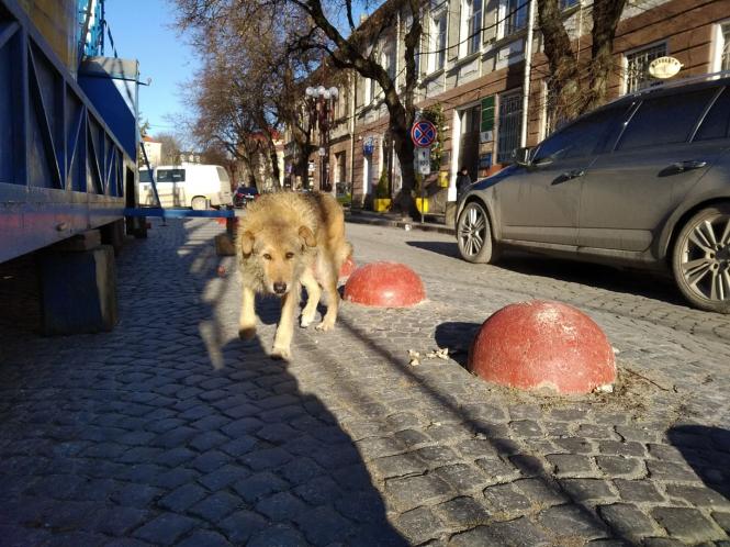 Новини Тернополя - фото з Господар Театрального майдану: історія вуличного пса Компота, якого полюбили тернополяни Немає опису.