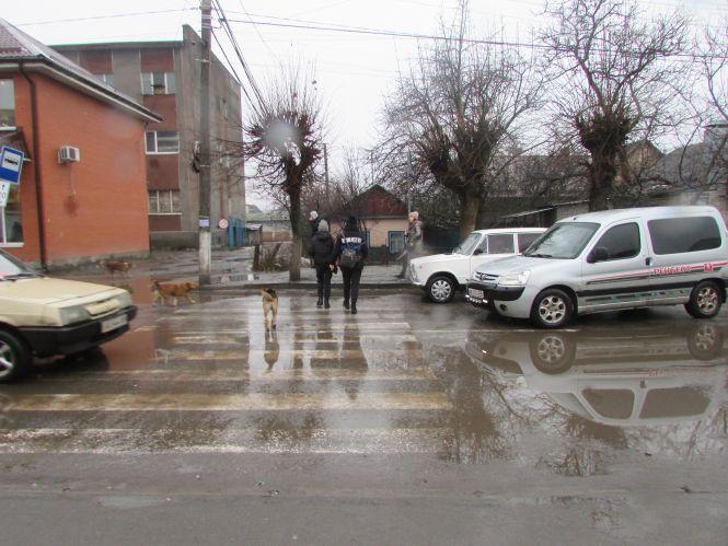 Новини Козятина - фото з Прогулянка Козятинщиною: дешевий хліб та козятинчани, яких «кропили» водою Прогулянка Козятинщиною: дешевий хліб та козятинчани, яких «кропили» водою, фото №4 на сайті 20minut.ua
