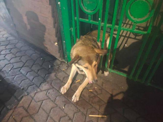 На ринку «Урожай» рятувальники звільнили собаку з пастки, фото №1 на сайті 20minut.ua