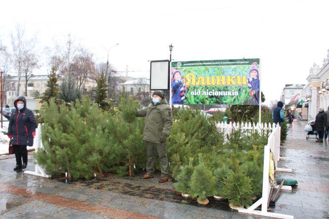 На продажу ялинок житомирські лісівники заробили 2,5 мільйона гривен, фото №2 на сайті 20minut.ua