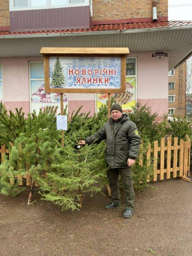 На продажу ялинок житомирські лісівники заробили 2,5 мільйона гривен, фото №1 на сайті 20minut.ua