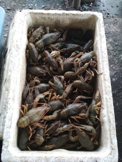 Новини Хмельницького - фото з На Хмельниччині незаконно виловили риби на майже 400 тисяч гривень На Хмельниччині незаконно виловили риби на майже 400 тисяч гривень, фото №4 на сайті vsim.ua