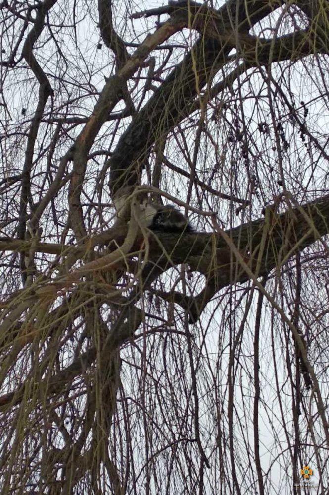 Новини Тернополя - фото з У Тернополі рятували кошеня, яке понад дві доби просиділо на дереві (ФОТО) У Тернополі рятували кошеня, яке понад дві доби просиділо на дереві (ФОТО), фото №1 на сайті 20minut.ua
