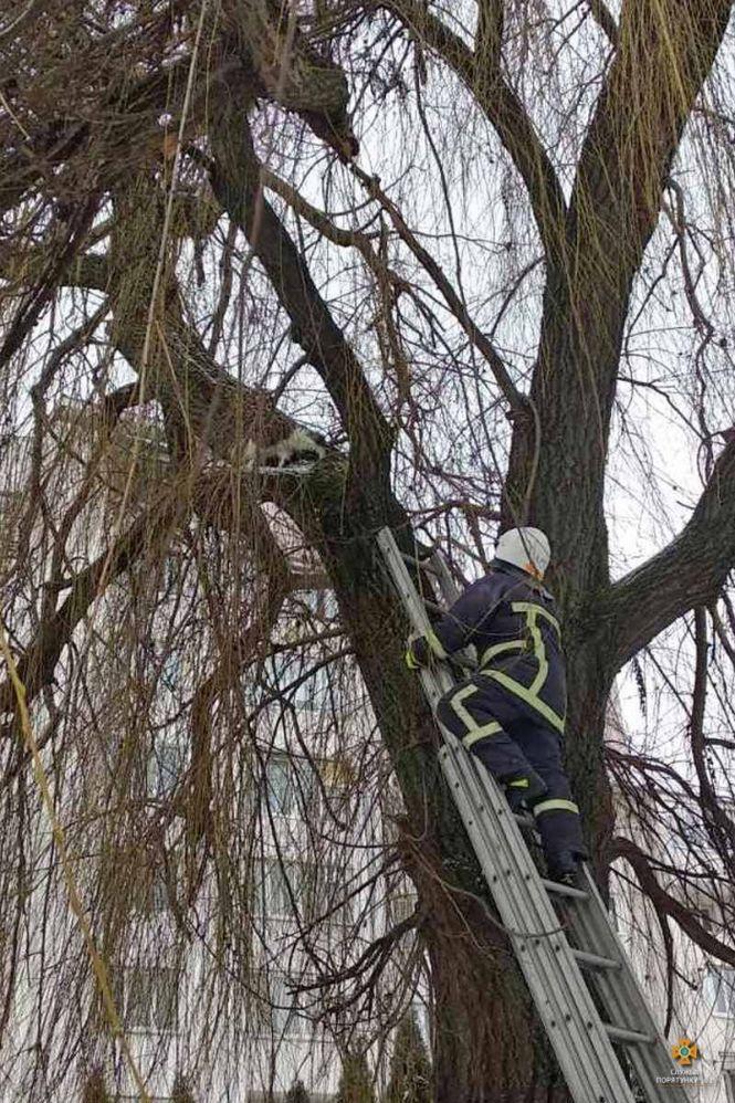 Новини Тернополя - фото з У Тернополі рятували кошеня, яке понад дві доби просиділо на дереві (ФОТО) У Тернополі рятували кошеня, яке понад дві доби просиділо на дереві (ФОТО), фото №2 на сайті 20minut.ua