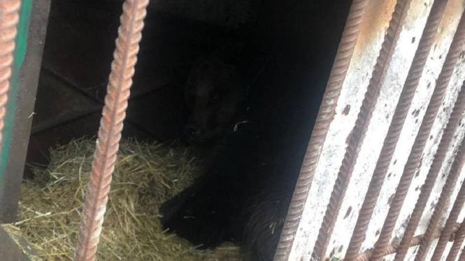 Народились малюки 11 січня, їх ще ніхто не бачив