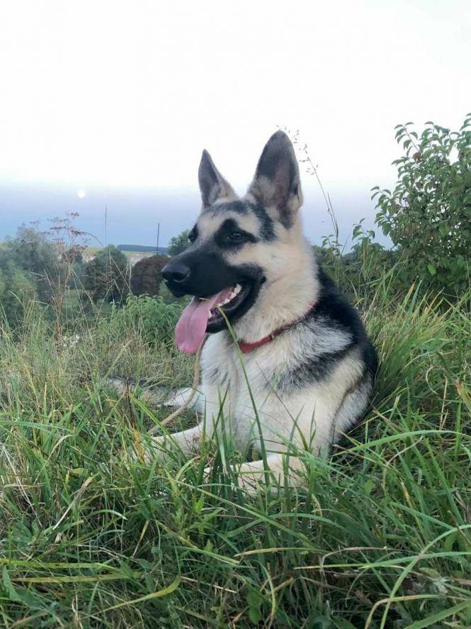 Новини Тернополя - фото з «Барні помирав у страшних муках». Сусідські війни: хто відповість за смерть отруєного собаки (відео 18+) «Барні помирав у страшних муках». Сусідські війни: хто відповість за смерть отруєного собаки (відео 18+), фото №1 на сайті 20minut.ua