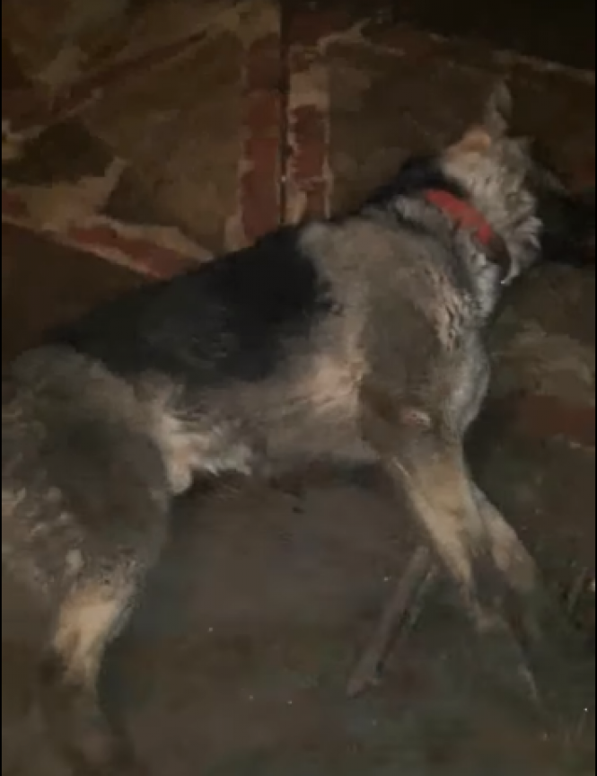 Новини Тернополя - фото з «Барні помирав у страшних муках». Сусідські війни: хто відповість за смерть отруєного собаки (відео 18+) «Барні помирав у страшних муках». Сусідські війни: хто відповість за смерть отруєного собаки (відео 18+), фото №2 на сайті 20minut.ua