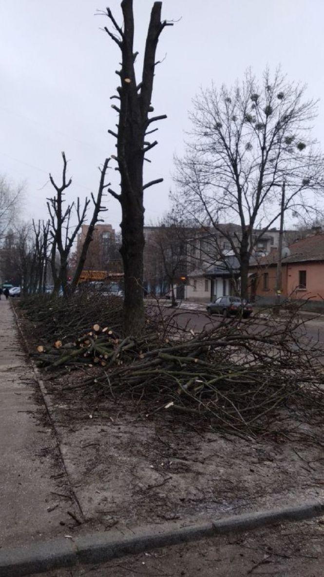 У Житомирі кронують дерева, фото №3 на сайті 20minut.ua