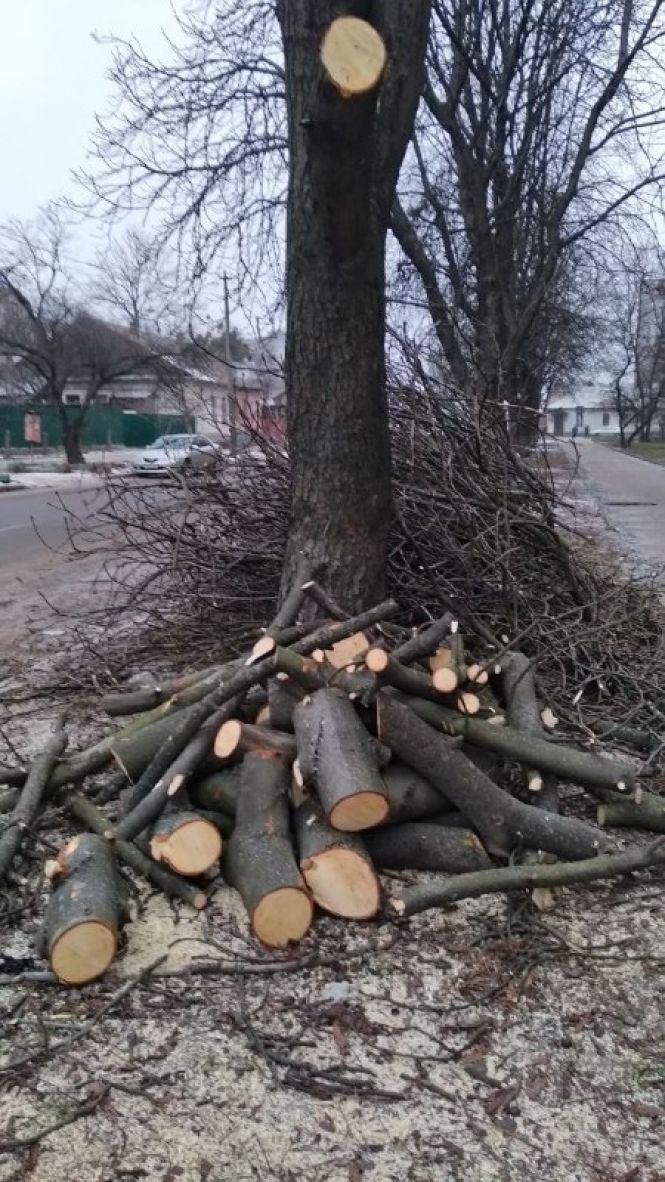 У Житомирі кронують дерева, фото №2 на сайті 20minut.ua