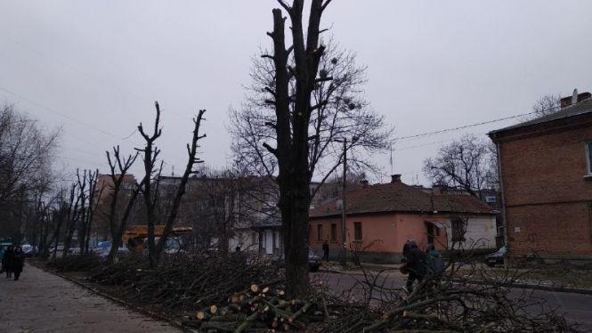 У Житомирі кронують дерева, фото №4 на сайті 20minut.ua