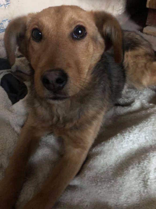 «Хлопчика-песика викинули з авто біля «малого базару», фото №1 на сайті 20minut.ua