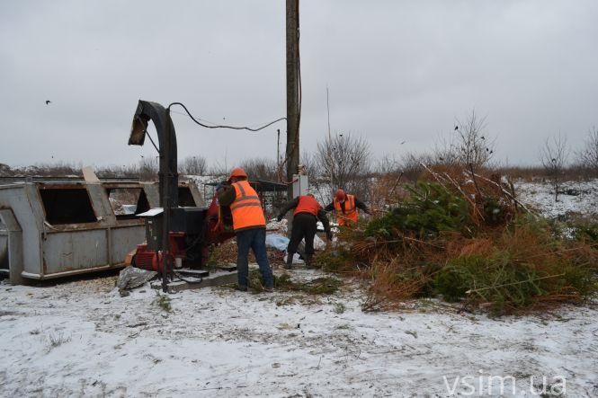 Куди діваються ялинки, які викидають хмельничани (ФОТО, ВІДЕО), фото №10 на сайті vsim.ua