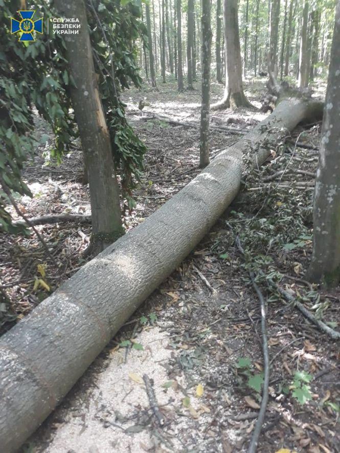 Новини Вінниці - фото з У Хмільницькому районі незаконно вирубали ліс. Збитки — півмільйона У Хмільницькому районі незаконно вирубали ліс. Збитки — півмільйона, фото №2 на сайті 20minut.ua