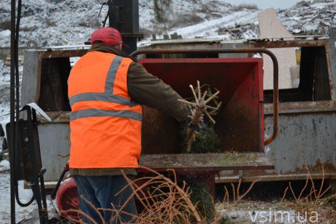 Куди діваються ялинки, які викидають хмельничани (ФОТО, ВІДЕО), фото №4 на сайті vsim.ua