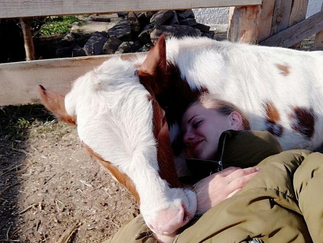 Подружжя створило притулок для приречених на забій корів. У чому користь?, фото №4 на сайті 20minut.ua