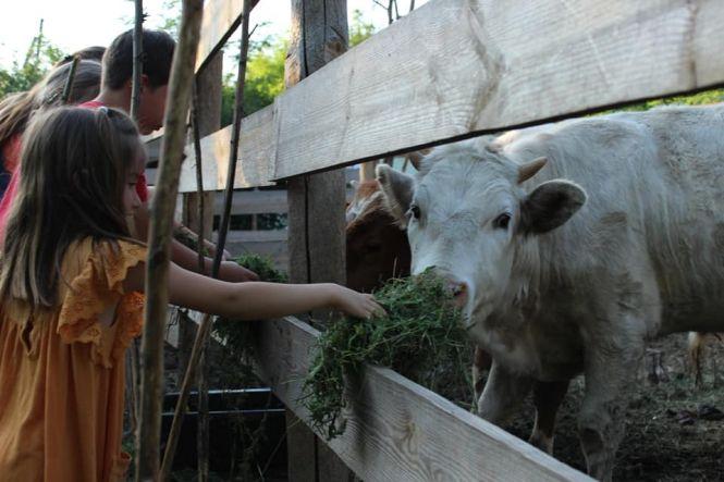 Подружжя створило притулок для приречених на забій корів. У чому користь?, фото №3 на сайті 20minut.ua