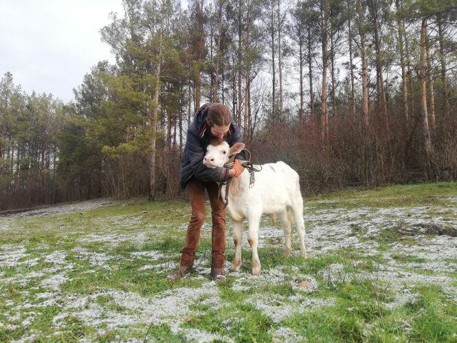 Подружжя створило притулок для приречених на забій корів. У чому користь?, фото №2 на сайті 20minut.ua