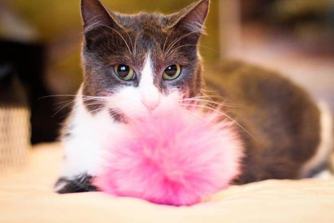 Новини Житомира - фото з Візьміть в добрі руки пухнастого друга: оголошення в Житомирі станом на 18 січня Візьміть в добрі руки пухнастого друга: оголошення в Житомирі станом на 18 січня, фото №3 на сайті 20minut.ua